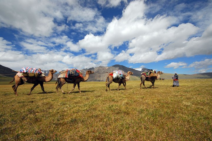 Das Begleitteam mit der Kamel Karawane unterwegs im Kharkhira Gebirge in der Westmongolei