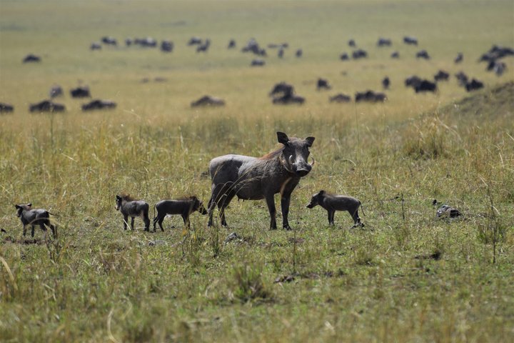 Warzenschweine Warzenschweinefamilie im Gras