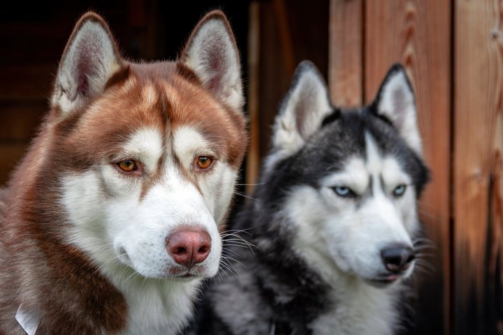 Zwei Huskies in Lappland