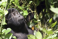 Gorilla in den Bäumen des Dschungels in Uganda