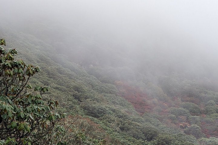 Wanderung durch Rhododendron bei Nebel auf dem Druk Path Trail