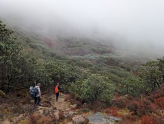 Wanderung durch Rhododendron bei Nebel auf dem Druk Path Trail