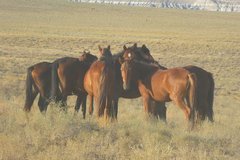 Mehrere Pferde in der Steppe von Mangystau