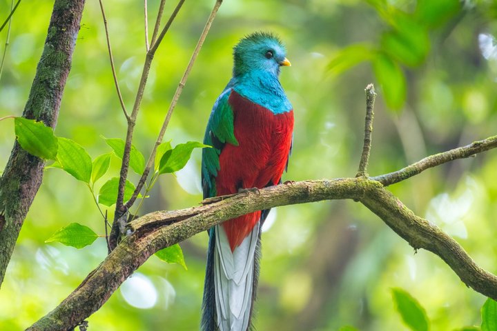 Farbenfroher Quetzal im Regenwald von Costa Rica