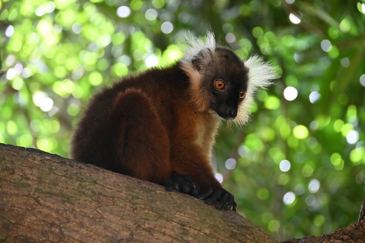 Schwarzer Lemur auf Nosy Komba 