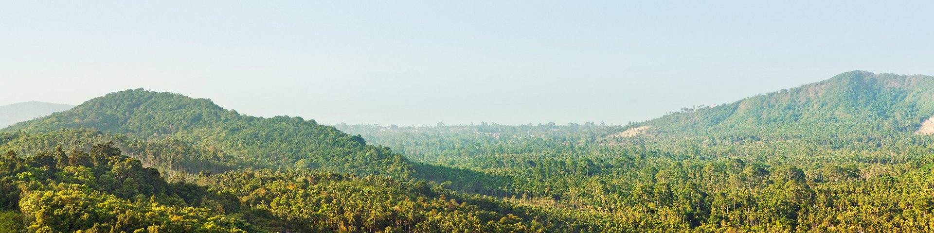 Leicht hügelige Dschungellandschaft in Thailand