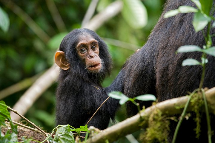 Baby Schimpanse sitz neben seiner Mutter in Uganda