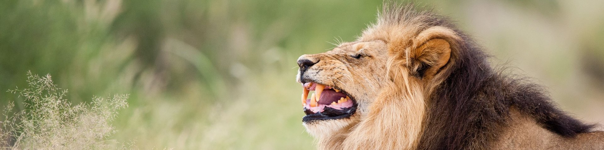 Löwe zeigt die Zähne in Namibia