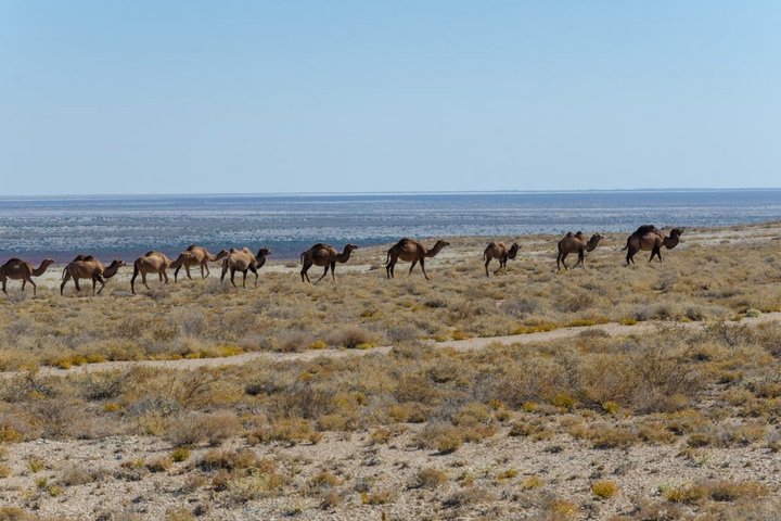 Kamelkarawane am Aralsee in Usbekistan