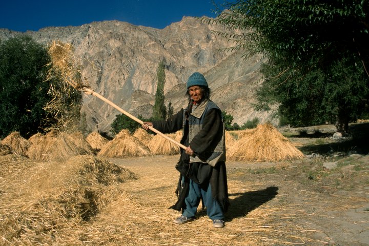 Ein Bauer bei der Ernte im Markha Tal - Ladakh