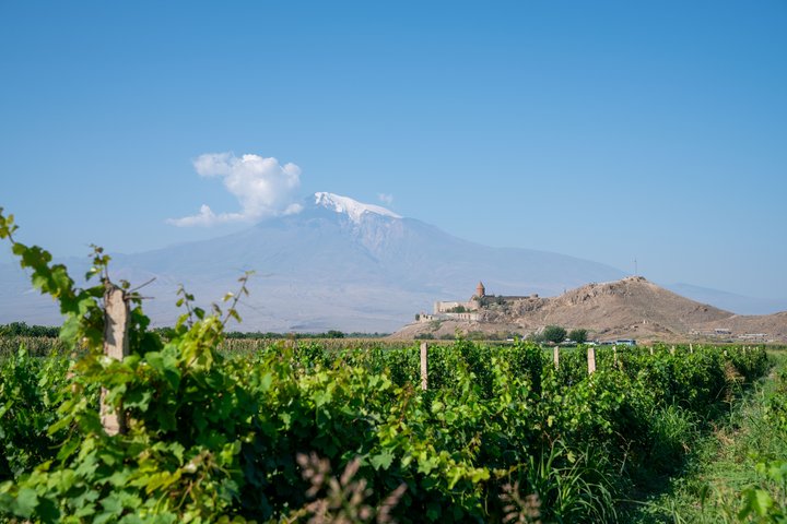 Weinreben vor dem Kloster Chor Virap und dem Berg Ararat