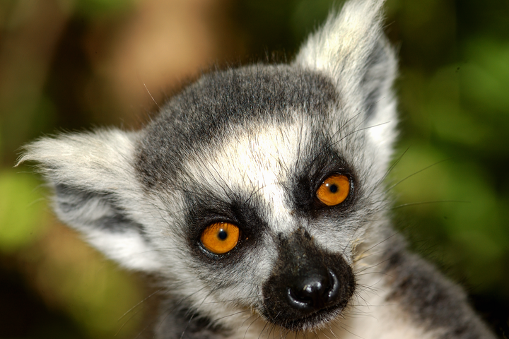 Nahaufnahme des Kopf eines Katta-Lemurs auf Madagaskar