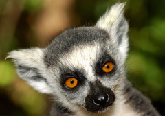Nahaufnahme des Kopf eines Katta-Lemurs auf Madagaskar