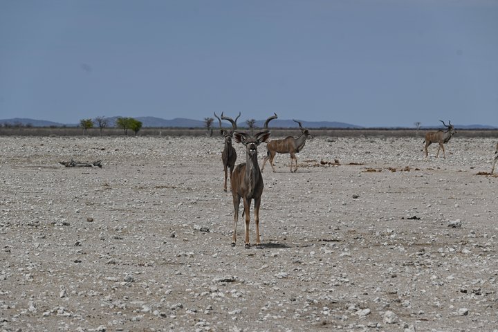 Kudu im Etosha-Nationalpark