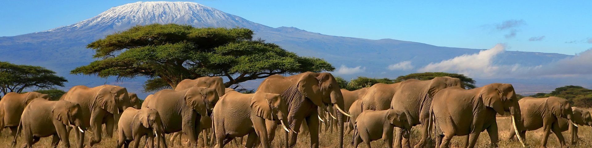Eine Herde Elefanten und im Hintergrund der mächtige Kilimanjaro