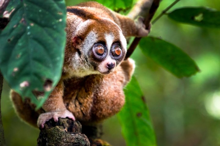 Explora-Vortrag Borneo - Tiere des Regenwaldes
