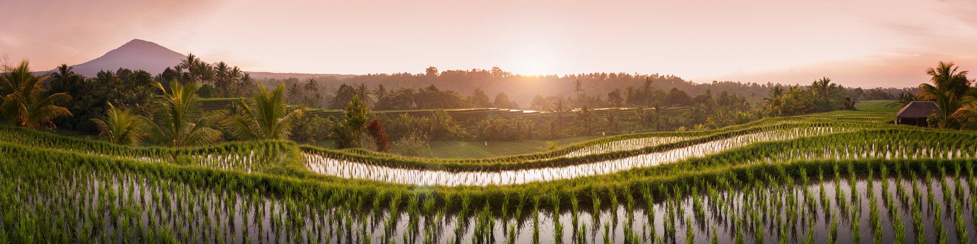 Blick über Reisfelder auf Bali währenddem die Sonne aufgeht
