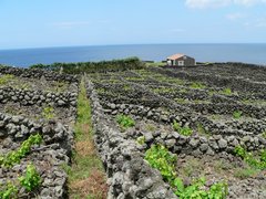 Weinreben Biscoitos auf Terceira mit schwarzen Steinmauern