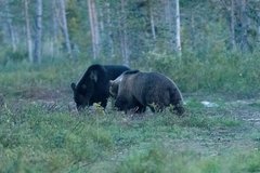 Zwei Bären im Wald von Lappland