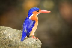 Blau und orange farbener Eisvogel auf Príncipe