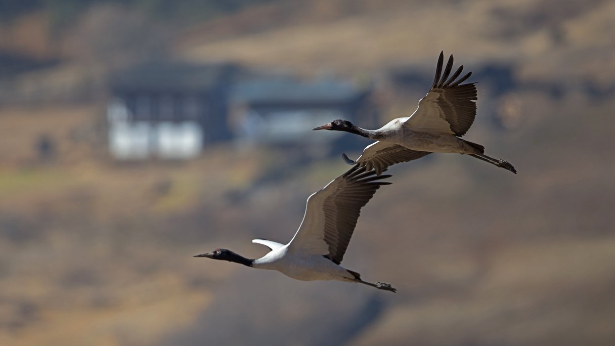 Zwei Schwarzhalskraniche