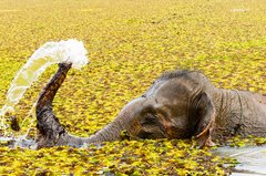 Elefant beim Baden in Laos