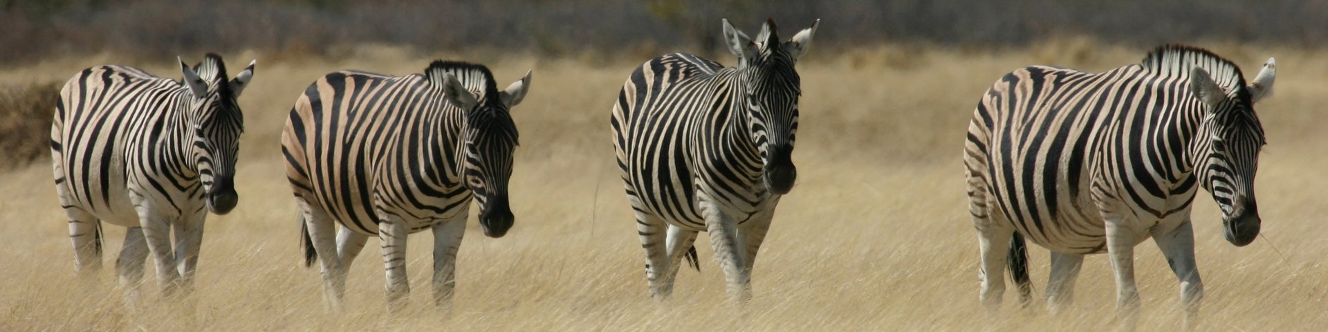 Eine Gruppe von Zebras in Botswana
