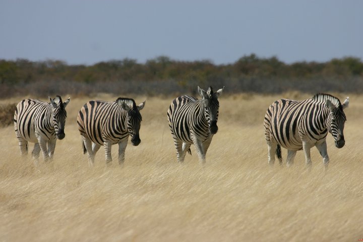 Eine Gruppe von Zebras in Botswana