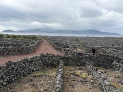 Steinmauern für den Weinbau auf Pico