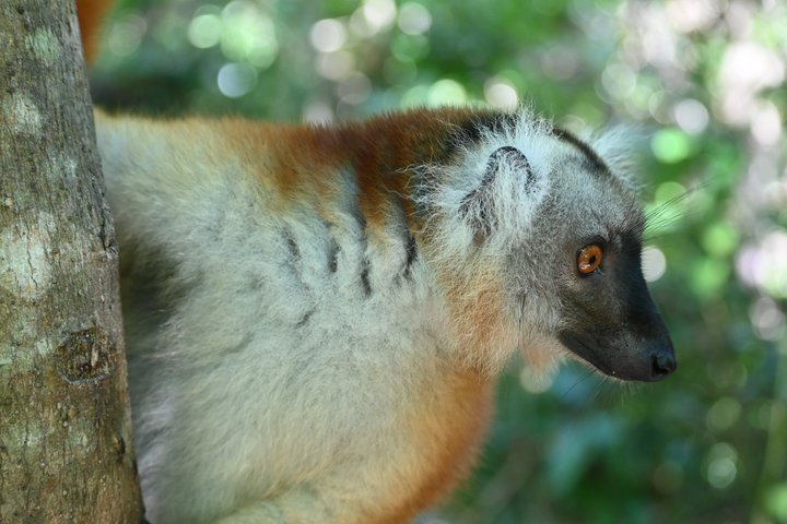 Schwarzer Lemur im Lokobe-Reservat