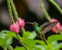 Kolibri nähert sich einer Blumenblüte in Costa Rica