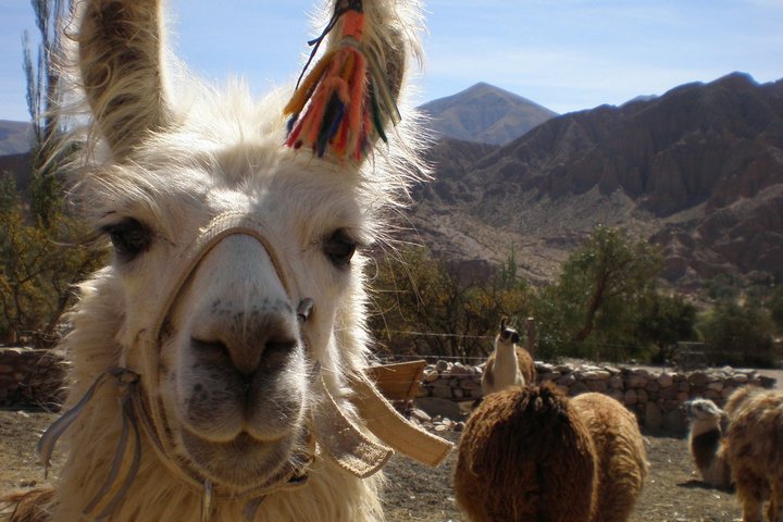 freundliches Lama Tier im Norden Argentiniens