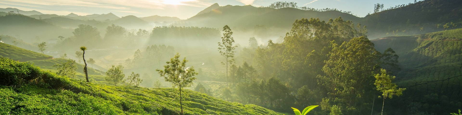 Die Sonne geht über den grünen Teeplantagen in Munnar in Kerala (Indien) auf