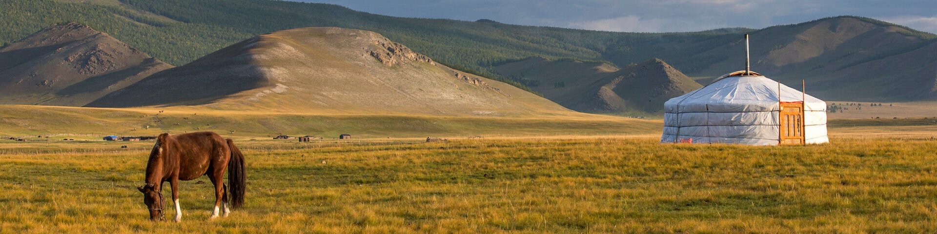 Einzelnes Pferd und eine weisse Jurte in der Mongolei