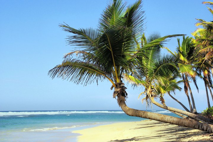 Palme am Sandstrand auf Kuba
