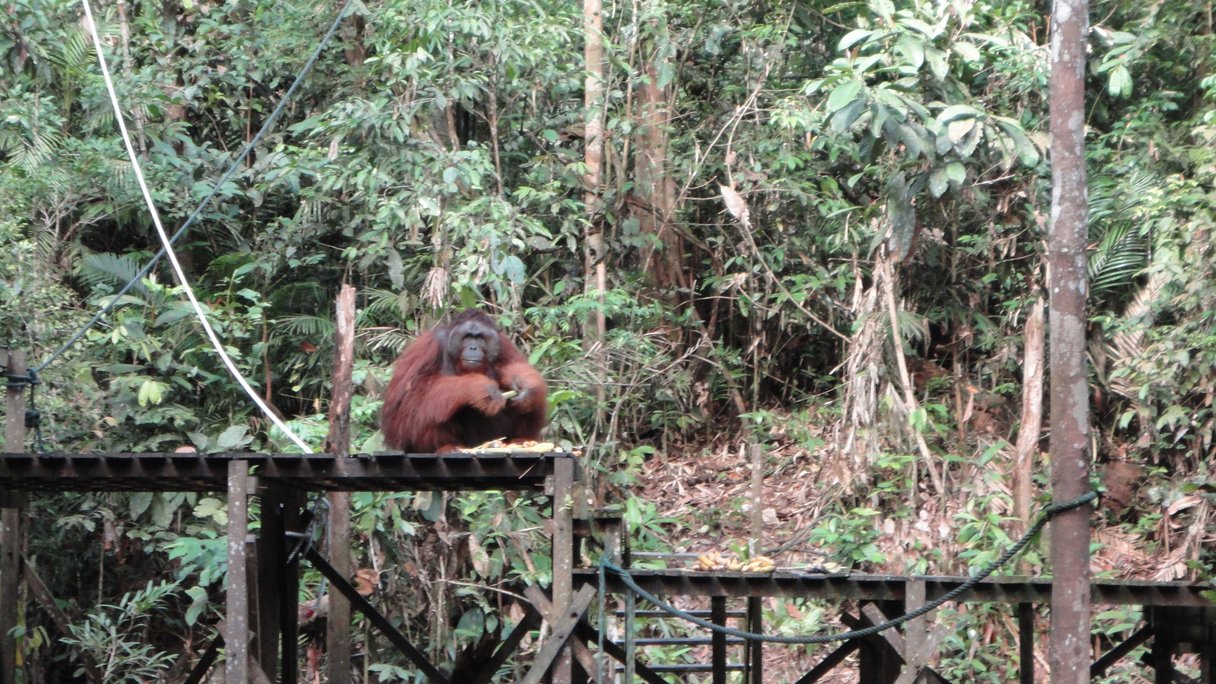 Orang-Utan bei der Fütterung
