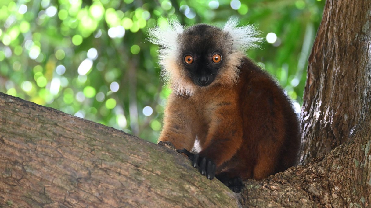 Schwarzer Lemur auf Nosy Komba