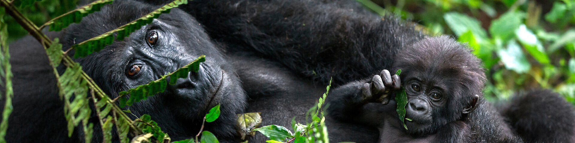 Gorilla-Mutter mit Baby im Bwindi Impenetrable Nationalpark in Uganda