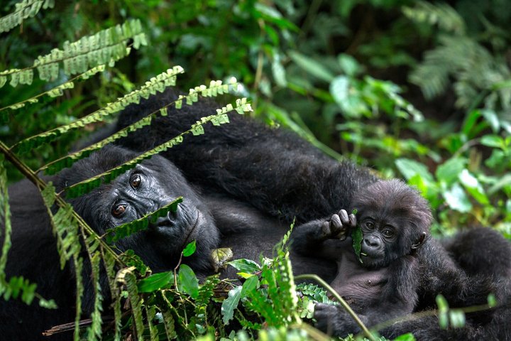 Gorilla-Mutter mit Baby im Bwindi Impenetrable Nationalpark in Uganda