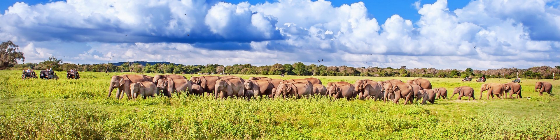 Grosse Elefantenherde im Minneriya Nationalpark in Sri Lanka