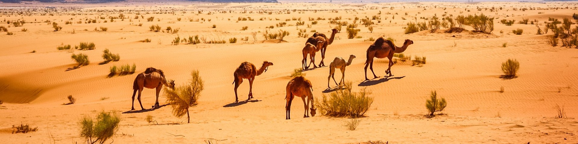Kamelherde mit Jungtieren in der schönen Wüste von Jordanien