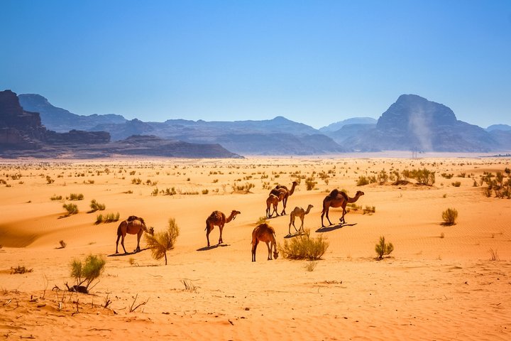 Kamelherde mit Jungtieren in der schönen Wüste von Jordanien