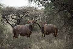 Zwei Nyala in Zululand