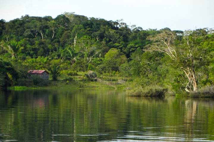 Dschungel beim beeindruckenden Amazonas - Kolumbien - Peru - Brasilien