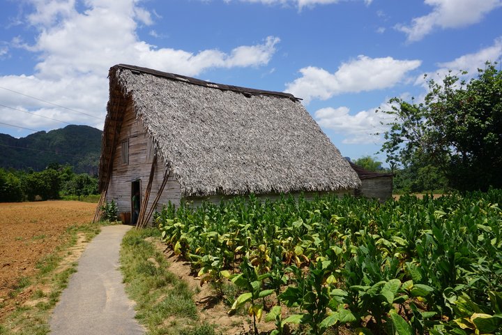 Einfache Hütte auf dem Land neben einem Tabakfeld auf Kuba