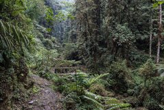 Isumo Trail im Nyungwe Forest-NP in Ruanda.