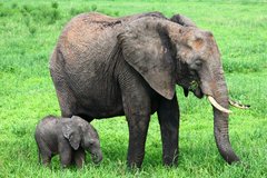 Elefantenmutter mit Elefantenbaby im Tarangire Nationalpark