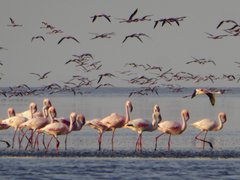 Unzählige Flamingos stehen im Wasser und fliegen durch die Luft