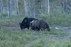Zwei Bären im Wald von Lappland