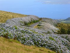 Hortensienhecke auf Faial auf den Azoren
